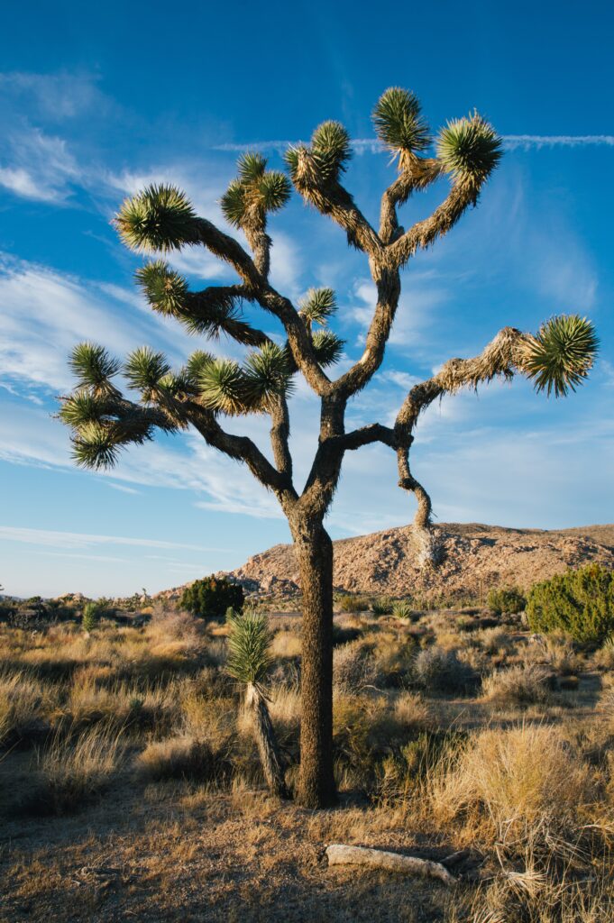 <a href="https://www.freepik.com/free-photo/vertical-shot-desert-tree-dry-field-with-blue-cloudy-sky_8028439.htm#query=Joshua%20tree&position=2&from_view=search&track=ais&uuid=58aba113-20d2-4962-bbae-7378f7cec99c">Image by wirestock</a> on Freepik